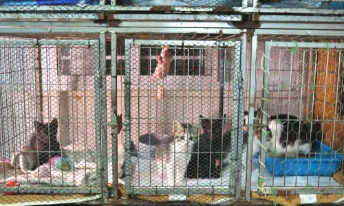 Gatos em gaiolinhas