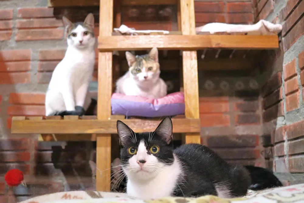 3 gatinhos olhando para a câmera