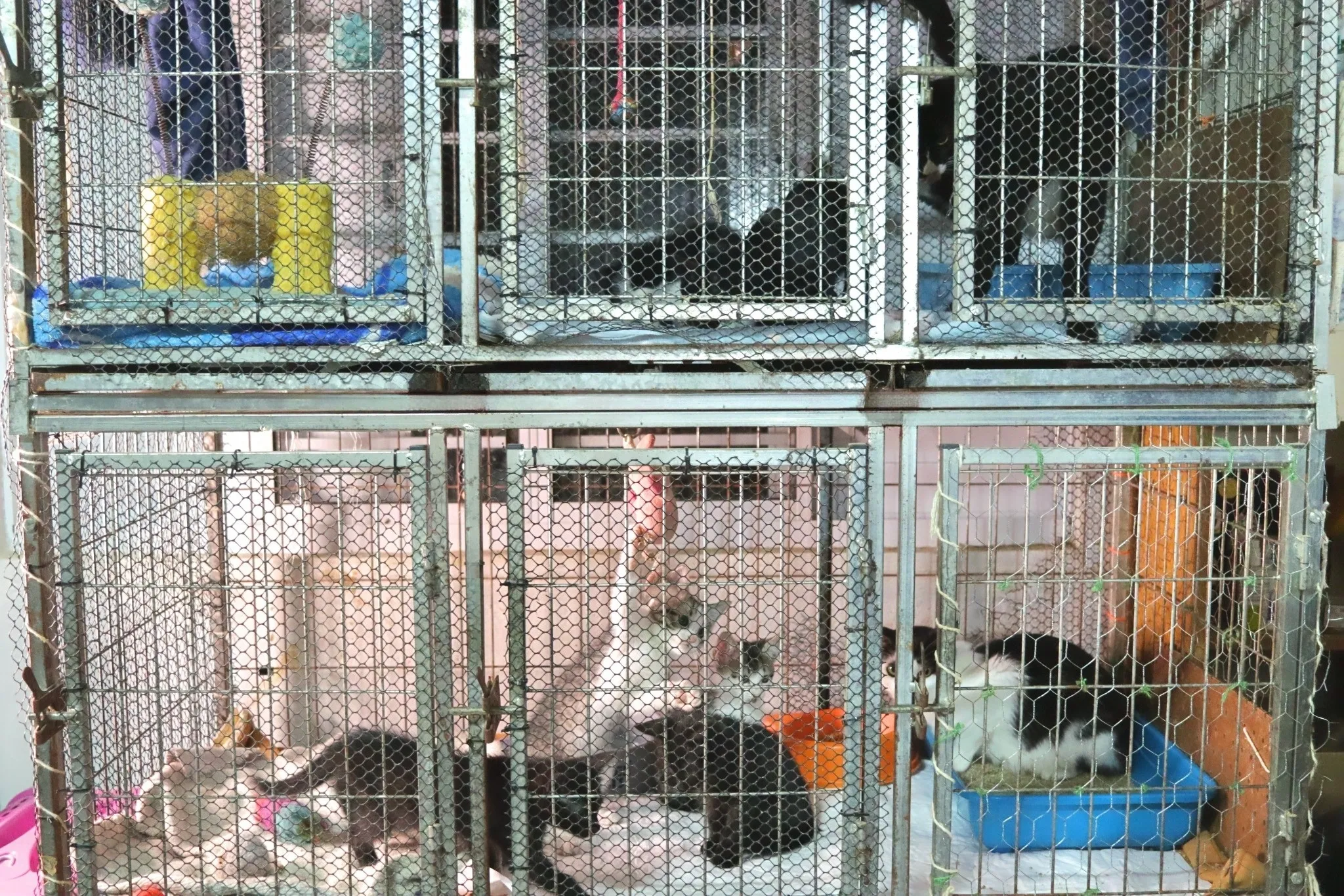 Foto das gaiolas com duas ninhadas, com mães e filhotes