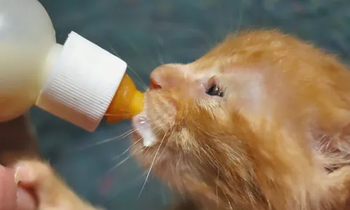 Gato recebendo mamadeira
